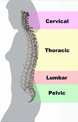 Woman spine with natural curves for better posture