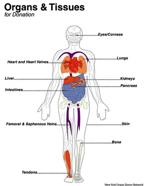 Human body diagram showing organs and tissues for donation