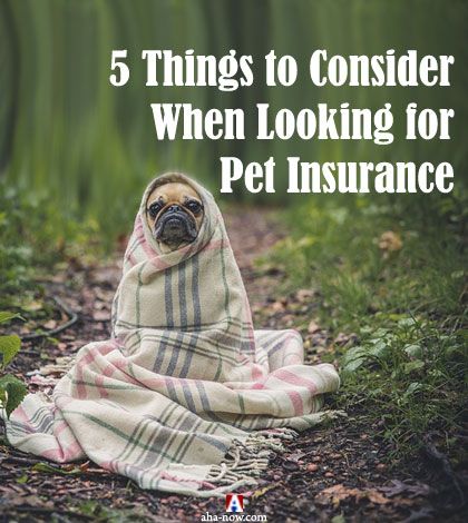 A pug dog wrapped in blanket symbolizing need of pet insurance