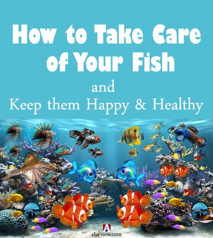 A fish tank with different fishes and text how to take care of fish