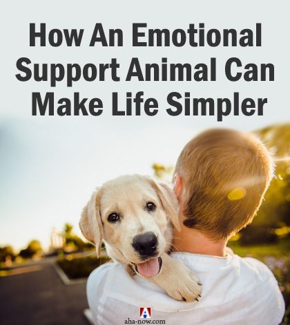 How An Emotional Support Animal Can Make Life Simpler - Aha!NOW