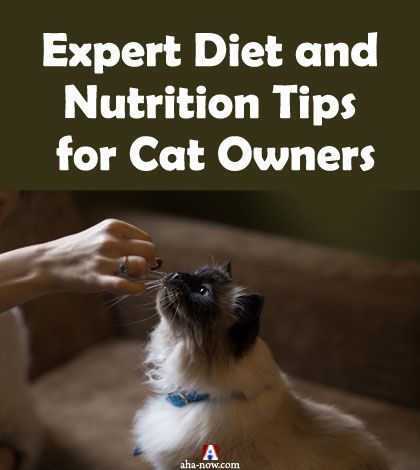 Expert Diet and Nutrition Tips for Cat Owners