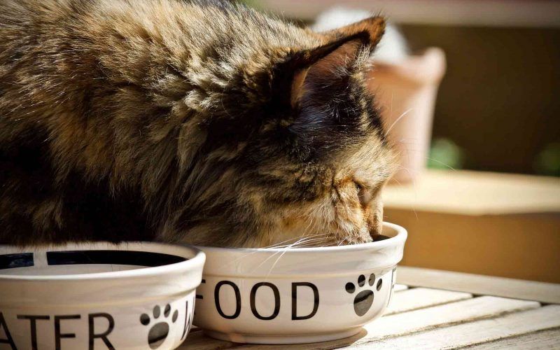 Cat eating its diet of food and nutrition in a bowl