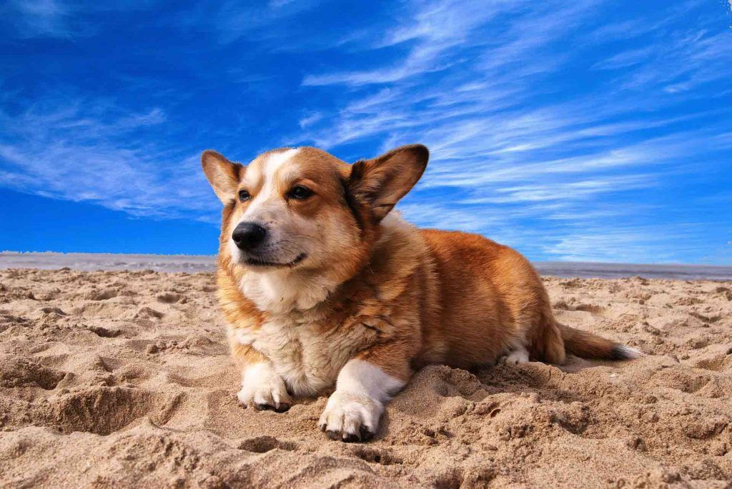 Dog sitting on sand under a blue sky