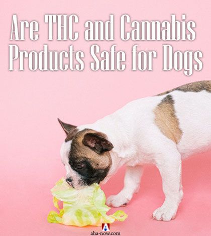 Are THC and Cannabis Products Safe for Dogs