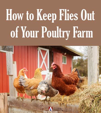 How to Keep Flies Out of Your Poultry Farm