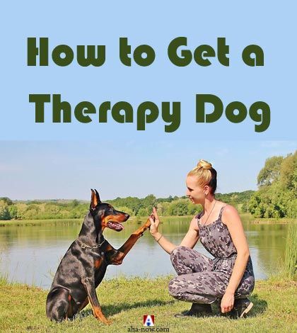 How to Get a Therapy Dog