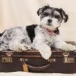 Pet dog sitting on suitcase to fly in airplane