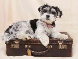 Pet dog sitting on suitcase to fly in airplane
