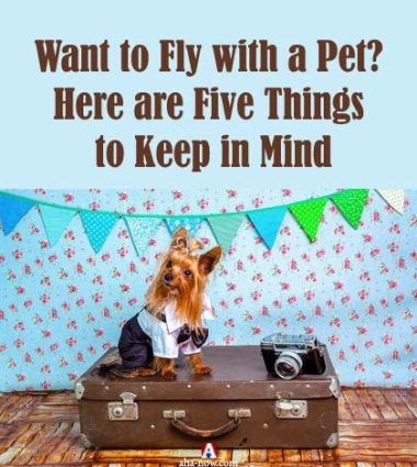 Want To Fly With A Pet? Here Are Five Things To Keep In Mind - Aha!NOW