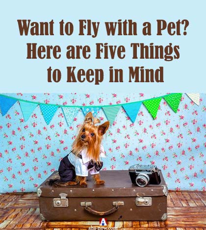 Want to Fly with a Pet? Here are Five Things to Keep in Mind